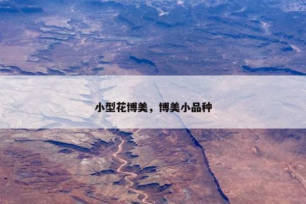 小型花博美，博美小品种