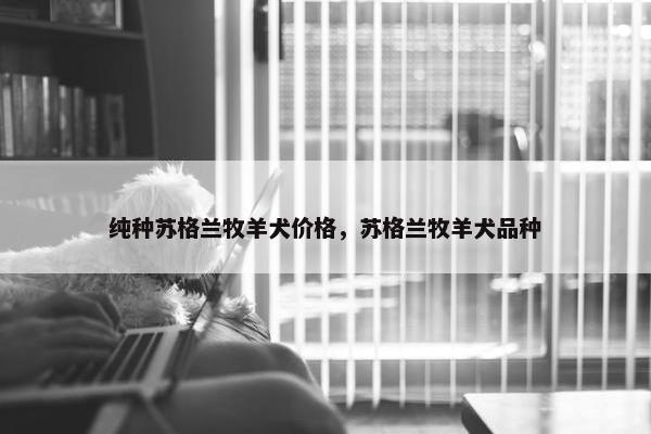 纯种苏格兰牧羊犬价格，苏格兰牧羊犬品种