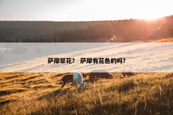 萨摩翠花？ 萨摩有花色的吗？