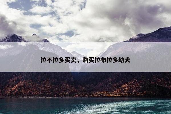 拉不拉多买卖，购买拉布拉多幼犬