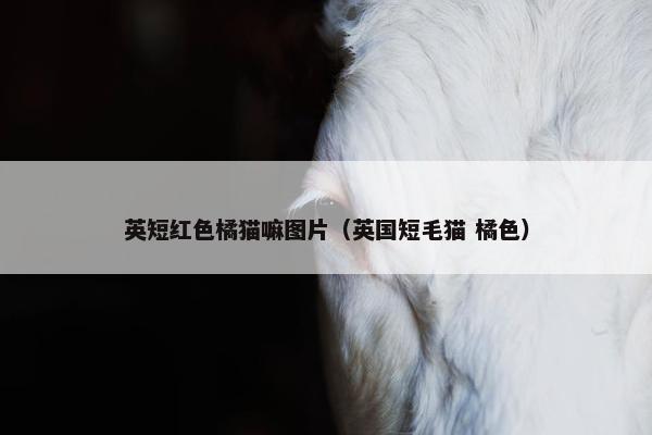 英短红色橘猫嘛图片（英国短毛猫 橘色）