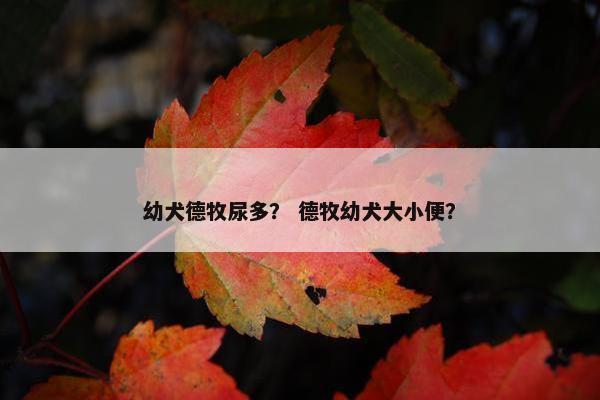 幼犬德牧尿多？ 德牧幼犬大小便？