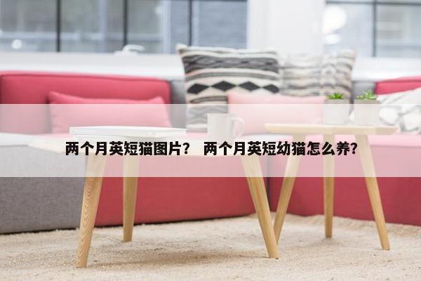 两个月英短猫图片？ 两个月英短幼猫怎么养？