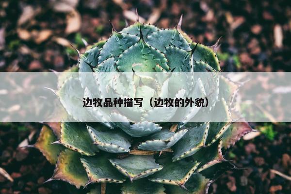 边牧品种描写（边牧的外貌）