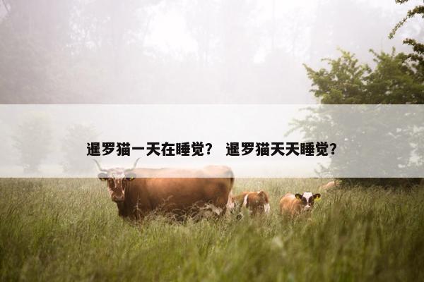 暹罗猫一天在睡觉？ 暹罗猫天天睡觉？