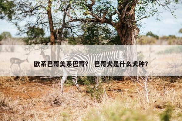 欧系巴哥美系巴哥？ 巴哥犬是什么犬种？