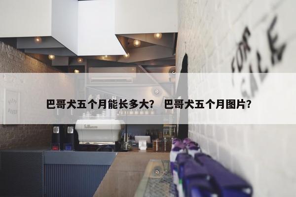 巴哥犬五个月能长多大？ 巴哥犬五个月图片？