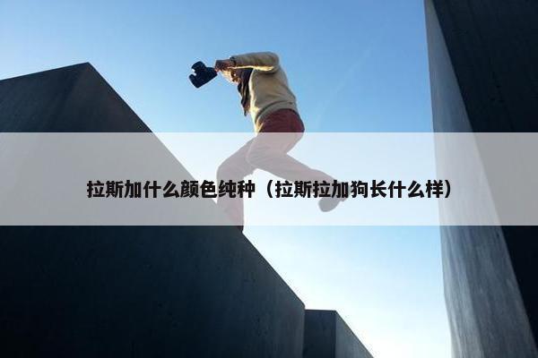 拉斯加什么颜色纯种（拉斯拉加狗长什么样）