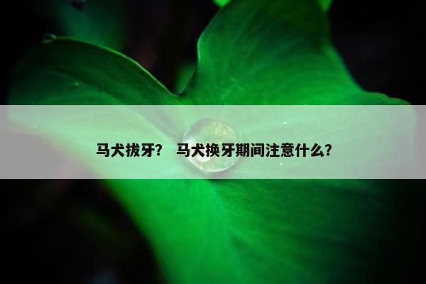 马犬拔牙？ 马犬换牙期间注意什么？
