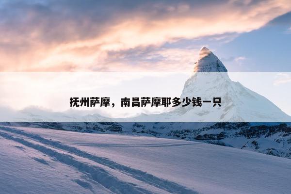 抚州萨摩，南昌萨摩耶多少钱一只