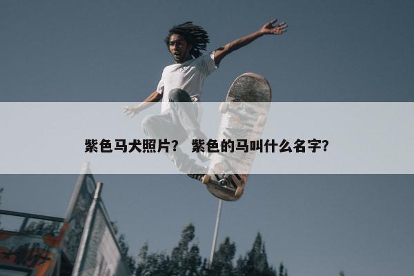 紫色马犬照片？ 紫色的马叫什么名字？