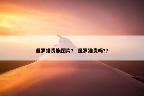暹罗猫贵族图片？ 暹罗猫贵吗?？