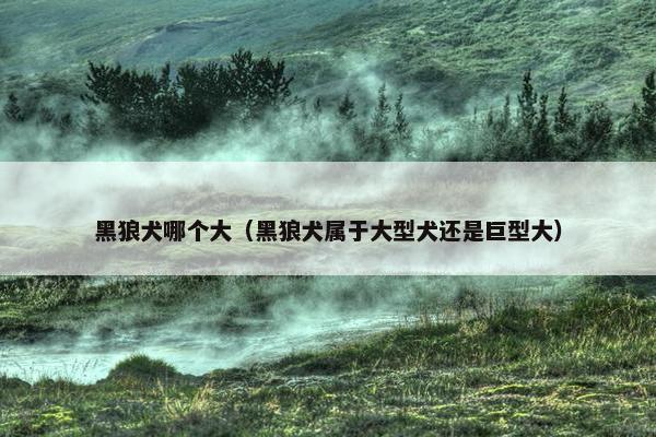 黑狼犬哪个大（黑狼犬属于大型犬还是巨型大）