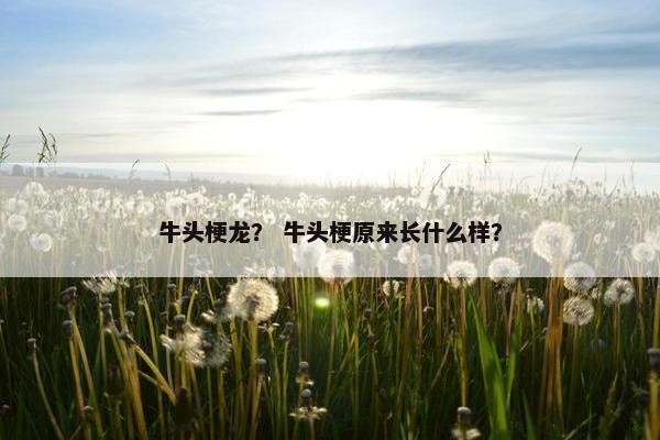 牛头梗龙？ 牛头梗原来长什么样？