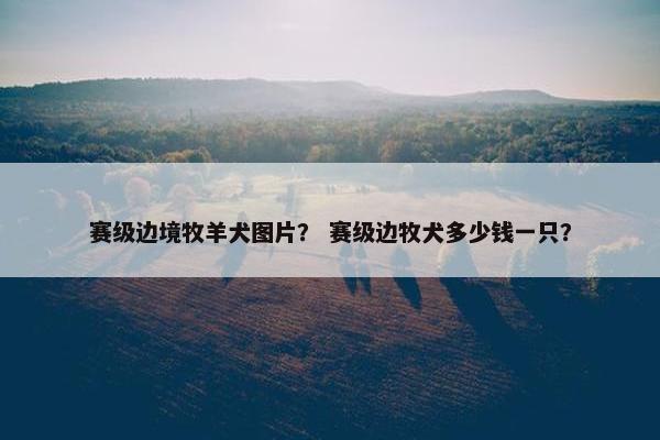 赛级边境牧羊犬图片？ 赛级边牧犬多少钱一只？