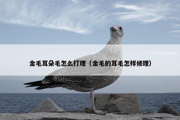金毛耳朵毛怎么打理（金毛的耳毛怎样修理）