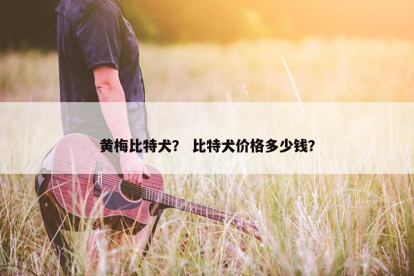 黄梅比特犬？ 比特犬价格多少钱？