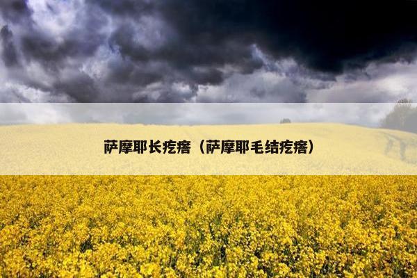 萨摩耶长疙瘩（萨摩耶毛结疙瘩）