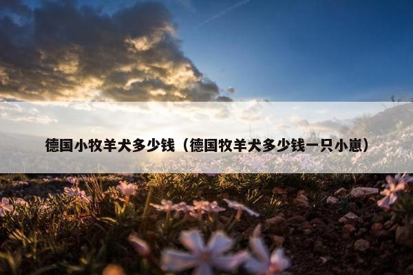 德国小牧羊犬多少钱（德国牧羊犬多少钱一只小崽）