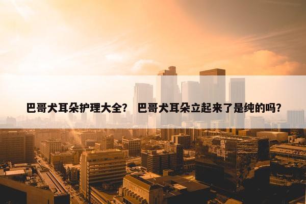 巴哥犬耳朵护理大全？ 巴哥犬耳朵立起来了是纯的吗？