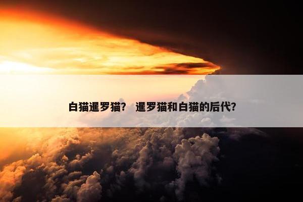 白猫暹罗猫？ 暹罗猫和白猫的后代？