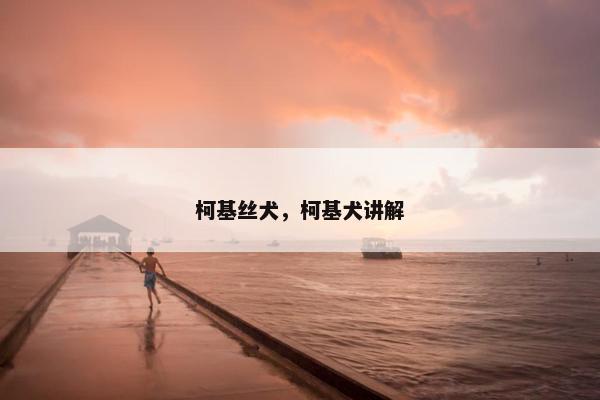 柯基丝犬，柯基犬讲解