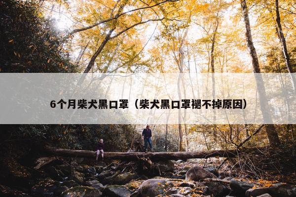 6个月柴犬黑口罩（柴犬黑口罩褪不掉原因）