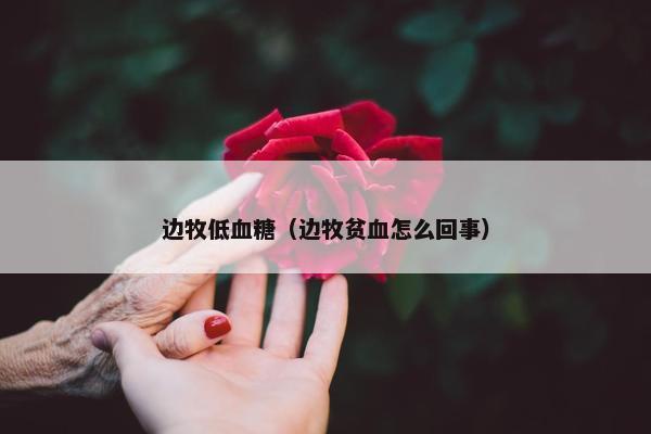 边牧低血糖（边牧贫血怎么回事）