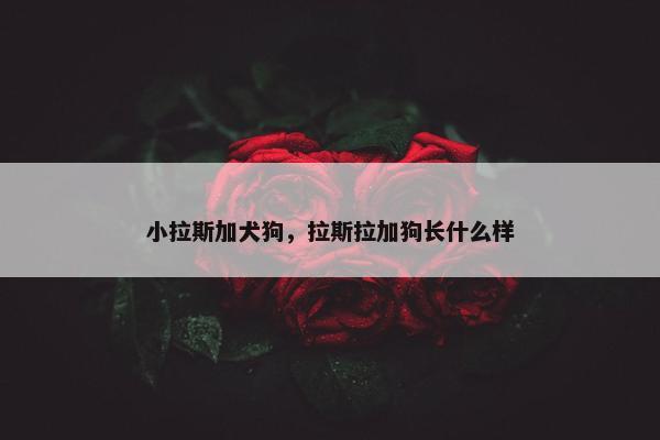 小拉斯加犬狗，拉斯拉加狗长什么样