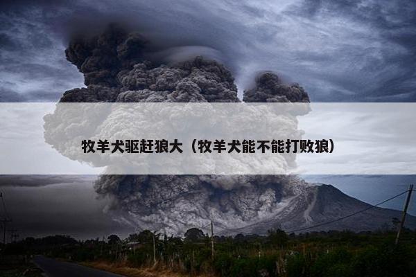 牧羊犬驱赶狼大（牧羊犬能不能打败狼）