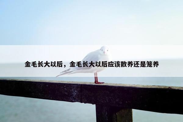 金毛长大以后，金毛长大以后应该散养还是笼养