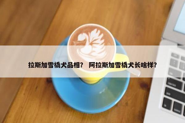 拉斯加雪橇犬品相？ 阿拉斯加雪橇犬长啥样？