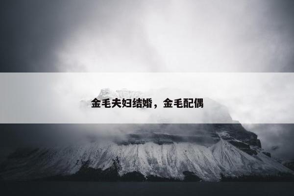 金毛夫妇结婚，金毛配偶