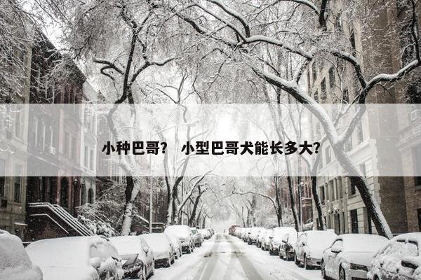 小种巴哥？ 小型巴哥犬能长多大？