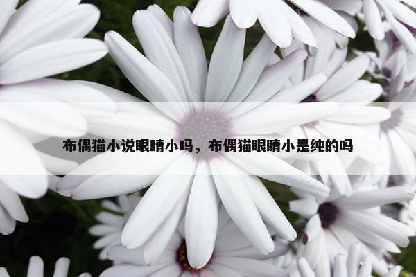 布偶猫小说眼睛小吗，布偶猫眼睛小是纯的吗