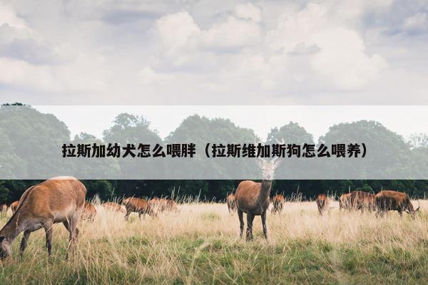 拉斯加幼犬怎么喂胖（拉斯维加斯狗怎么喂养）