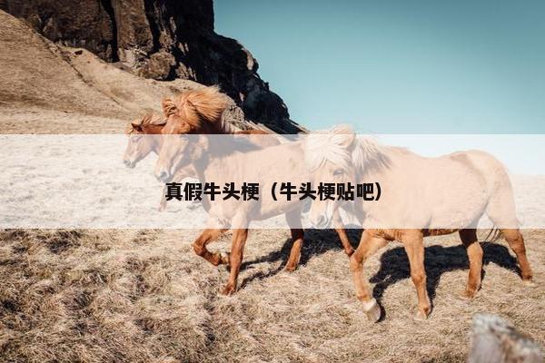 真假牛头梗（牛头梗贴吧）