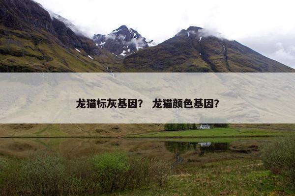 龙猫标灰基因？ 龙猫颜色基因？