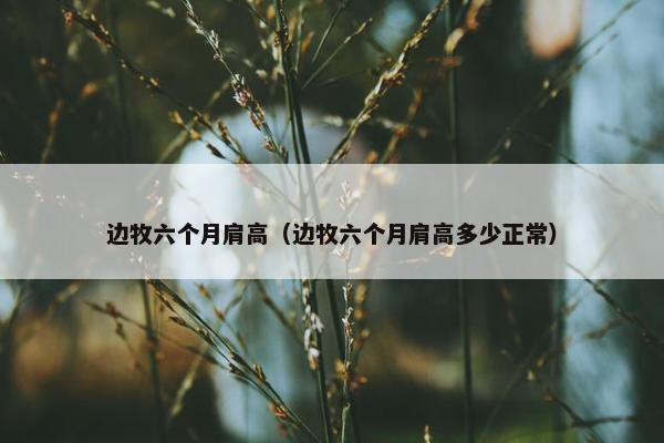 边牧六个月肩高（边牧六个月肩高多少正常）