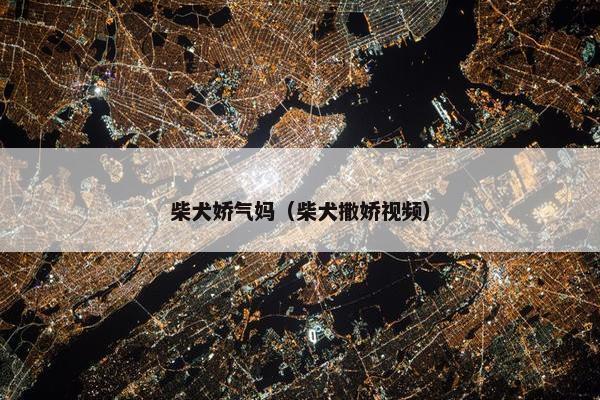 柴犬娇气妈（柴犬撒娇视频）