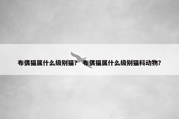 布偶猫属什么级别猫？ 布偶猫属什么级别猫科动物？