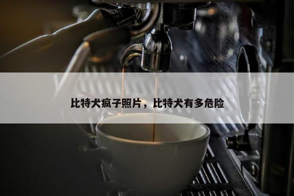 比特犬疯子照片，比特犬有多危险