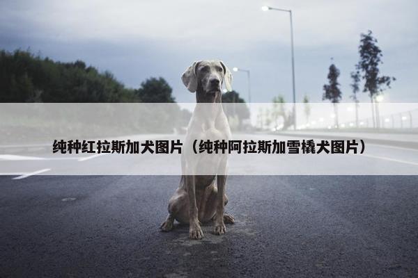 纯种红拉斯加犬图片（纯种阿拉斯加雪橇犬图片）