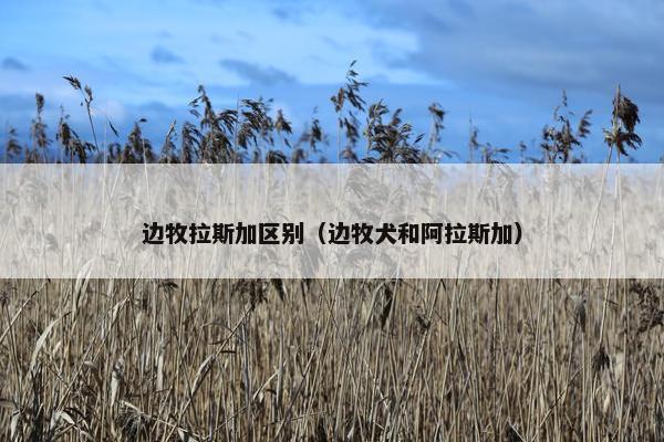 边牧拉斯加区别（边牧犬和阿拉斯加）