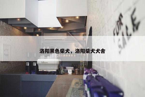 洛阳黑色柴犬，洛阳柴犬犬舍