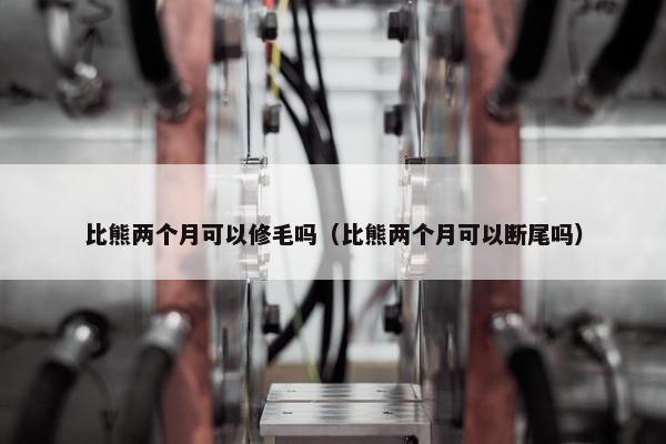 比熊两个月可以修毛吗（比熊两个月可以断尾吗）