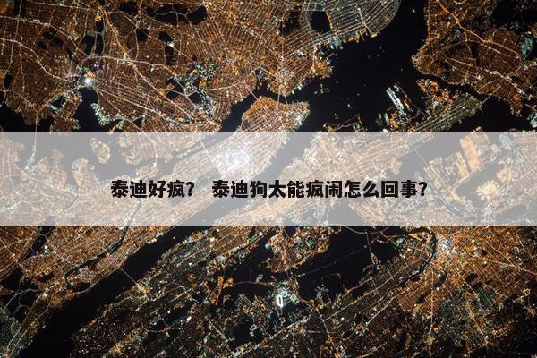 泰迪好疯？ 泰迪狗太能疯闹怎么回事？
