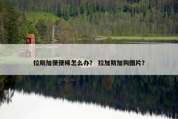 拉斯加便便稀怎么办？ 拉加斯加狗图片？