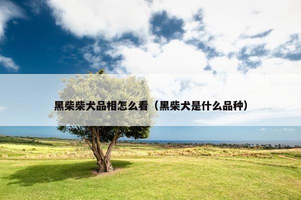 黑柴柴犬品相怎么看（黑柴犬是什么品种）