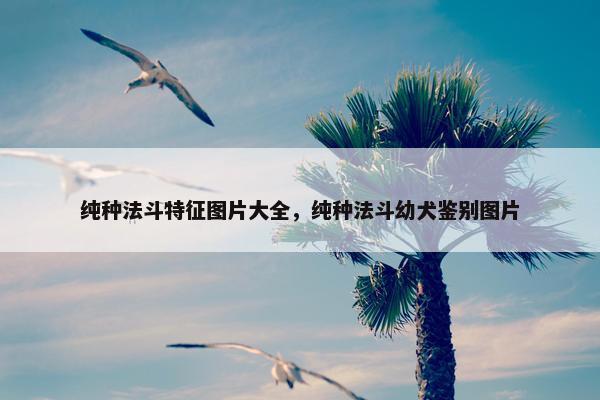 纯种法斗特征图片大全，纯种法斗幼犬鉴别图片